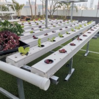 Système de culture hydroponique de laitues en serre agricole multi-travées avec canaux NFT en PVC pour la production végétale