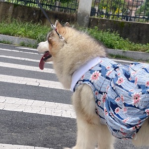 Robe chemise pour animaux de compagnie, printemps/été, forêt profonde, pour chats, ours en peluche, golden retrievers, malamutes d'Alaska, samoyèdes, huskies - Product Image 6