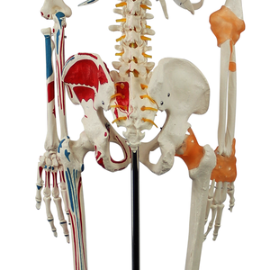 Modelo preciso de esqueleto humano de medio músculo, medio ligamento, ciencia médica, dibujado a mano con números, modelo de esqueleto - Product Image 4