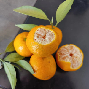 Bán Buôn Trung Quốc Cao Cấp Tươi Citrus Không Hạt Tangerine Lá Nhỏ Tangerine Mandarin - Product Image 2