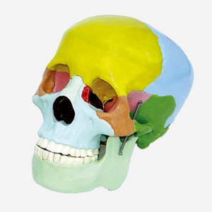 GelsonLab HSBM-061 didáctico modelo de cráneo en cervical de la columna vertebral a 4 - Product Image 3