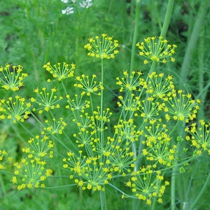 น้ำมันหอมระเหยบริสุทธิ์เมล็ด<span class=keywords><strong>ผักชี</strong></span>ลาวออร์แกนิกจากธรรมชาติ100% กลิ่นรสอาหารขนาด10มล./30มล./50มล. - Product Image 4