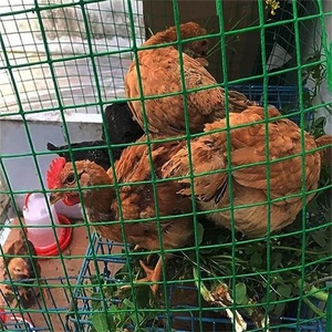 GI 1/4Inch * 1.2M * 15M * 7Kg Động Vật Điện Hàng Rào Vườn Hàng Rào Sắt Dây Lưới Ở <span class=keywords><strong>Dubai</strong></span> - Product Image 1