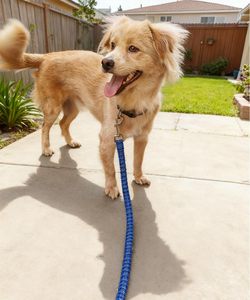 Correa elástica reflectante ajustable de 6 pies para perros, de nailon sólido natural para escalada, nueva correa para mascotas al por mayor - Product Image 2