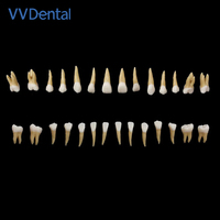 Venta al por mayor de fábrica, modelo de 28 dientes, modelo de diente dental falso práctico para demostración de enseñanza