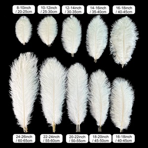 Plumas de Avestruz Teñidas Personalizadas al por Mayor, de 15-65 cm, <span class=keywords><strong>para</strong></span> Centros de Mesa de Boda, Fiestas, Carnavales, Disfraces, Decoración del <span class=keywords><strong>Hogar</strong></span> - Product Image 2