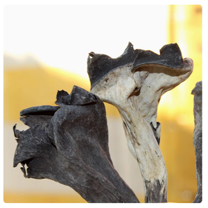 말린 검은 나팔 버섯 많은 야생 크래 테렐러스의 뿔 Cornucopioides 전체 곰팡이 판매를 위해 탈수 - Product Image 5