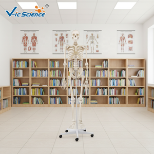 Modelo de <span class=keywords><strong>Esqueleto</strong></span> Humano de PVC para Ciencias Médicas, Modelo de Anatomía Femenina para Medicina - Product Image 3