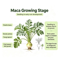 Poudre d'extrait de racine de Maca 10:1, 0,5%, 0,6%, 1%, 2% pour complément alimentaire avec service OEM, poudre d'extrait de Lepidium Meyenii