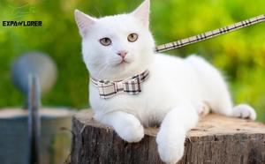 Kalung dan Tali Anjing Berbahan Lembut Motif Kotak-kotak Klasik untuk Hewan Peliharaan, Set Kalung dan Tali Anjing Kucing, Set Bandana Kucing - Product Image 6