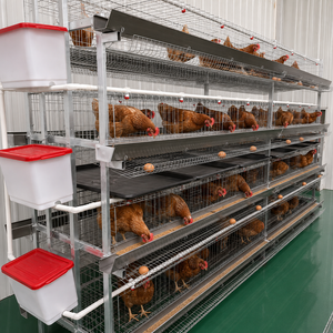 Sistema di Allevamento Automatico per 40.000 Polli, Gabbie per Alimentazione, Sistema a Batteria Tipo H per Galline Ovaiole - Product Image 5