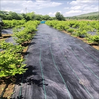 Toile de paillage noire en PP stabilisée aux UV 100 g/m² pour couverture de sol commerciale en verger