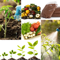 Aditivo Agrícola, Polvo de Enzima Ureasa 5,000u/g para Análisis de Fertilidad del Suelo, Enzima Ureasa de Alta Calidad