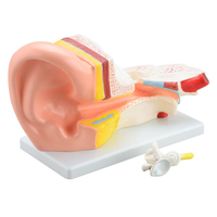 Modèle d'anatomie de l'oreille agrandi 3 fois, modèle de structure de l'oreille interne, moyenne et externe pour la formation ORL