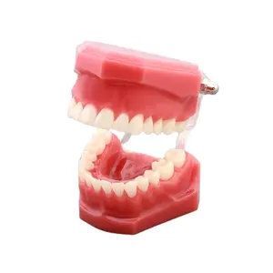 Dentale aifan vendita calda typodont 7.005 rosa modello di studio odontoiatrico denti rimovibili modello