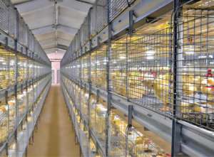 Conception moderne de poulailler ouvert adaptée à 10000 poulets - Product Image 4