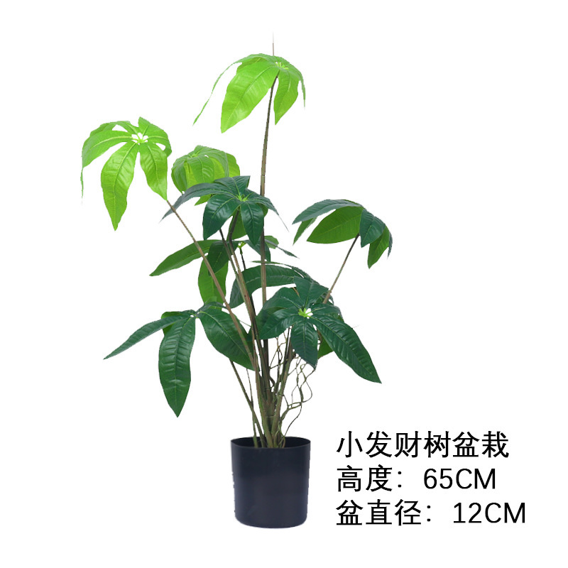Pequeño árbol de la fortuna en maceta.