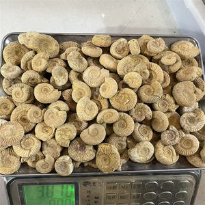 Nouveautés Cristaux Coquillages de guérison Spécimen brut Ammonites fossiles naturelles Pierre brute pour la décoration - Product Image 1