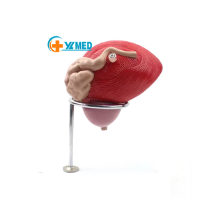 Modelo Anatómico Humano de Anatomía Médica Popular, Modelo de Enseñanza Médica del Sistema Urinario, Vejiga Humana, Modelo Anatómico Tridimensional de Dos Partes - Product Image 1