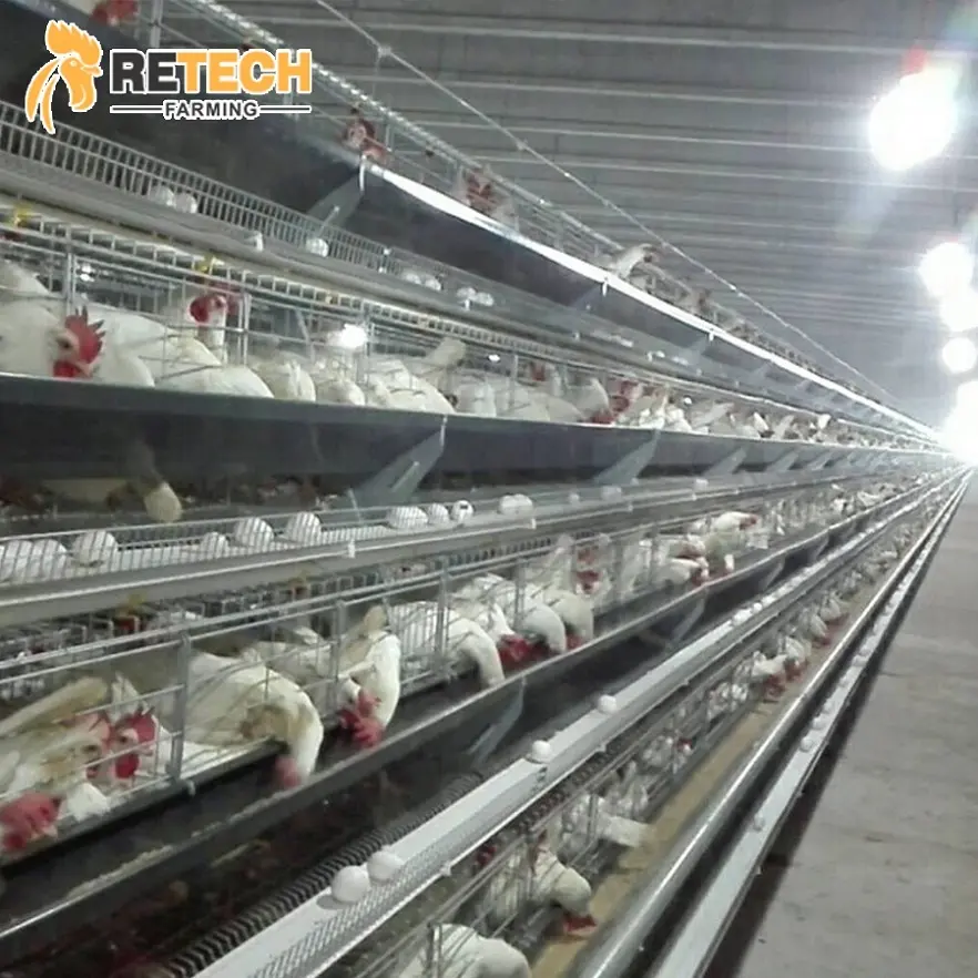 Retech-Sistema de jaula para pollos, Control automático, cobertizo, capa de huevo de aves de corral, equipo de agricultura