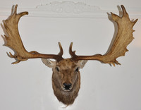Sculpture murale tête de cerf Art Déco avec bois de cerf, design Élan & Lys – Décoration intérieure pour mariage, Diwali et Pâques, cave à vin, cheminée
