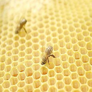 Silicona de Grado Platino 1:1 Económica para Modelado con Cera de Abeja, Silicona de Grado Alimenticio - Product Image 3