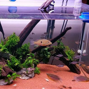Décor d'aquarium, <span class=keywords><strong>sable</strong></span> en fond, aménagement paysager marin, <span class=keywords><strong>sable</strong></span> gerbil du sud-américain - Product Image 2