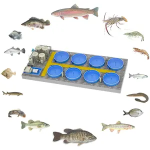 Hochwertiger Tilapia-Großhandels fisch rüstet die Aquakultur der Farm für das Ras-Aquakultur system in Innenräumen aus