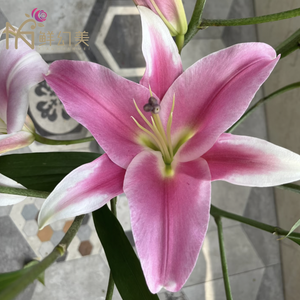 ताजा कट गुलाबी रोबिना लिली गुलदस्ते, प्रति डंठल 2 तने, लंबे वेस जीवन 10 + दिन, युन्नान फार्म से - Product Image 2