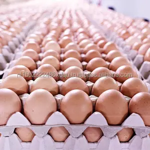 للبيع مفحم دجاج من الكوبي 500 وروس 308/الدجاج روس/بيض من للبيع.