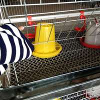 4 Tiers 100-300 Oiseaux Capacité Petit Bébé Poulet Cage Poussin Cage À Vendre Au Zimbabwe