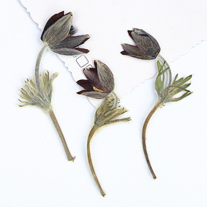 <span class=keywords><strong>Fiori</strong></span> di Pasquefiori Essiccati e Pressati all'Ingrosso per Inviti di Nozze, Decorazioni per la Casa, Fai-da-Te e Artigianato - Product Image 6
