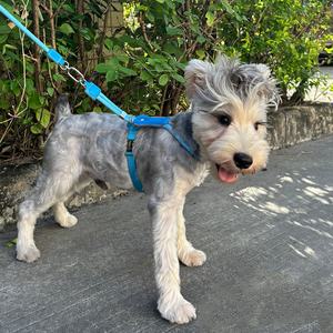 Nouveau gilet de chien rembourré en cuir Teddy Schnauzer de concepteur S L XL ensemble de laisse de corde de coton Orange bleu <span class=keywords><strong>harnais</strong></span> de chien entièrement réglable - Product Image 1