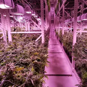 Großes Hydro ponic Grow Rack Vertikales Stahl-Indoor-Landwirtschaft system für Pflanzen mit LED-Licht