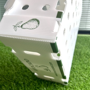 Fresh Vegetables and Fruit Plastic PP Corrugated <strong>Box</strong> Avocado <strong>Packgeing</strong> <strong>Box</strong> - Product Image 4
