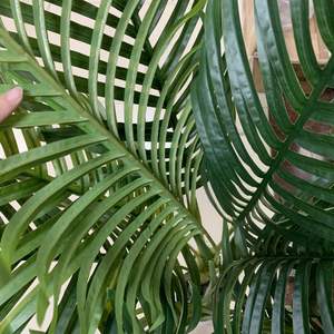 Planta Artificial de Palma en Maceta, Bonsái de Plástico de 120 cm con 9 Hojas, Venta al por Mayor - Product Image 4