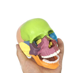 Modèle anatomique de crâne humain codé par couleur, en PVC, pour l'enseignement médical, l'exposition et l'éducation - Product Image 2