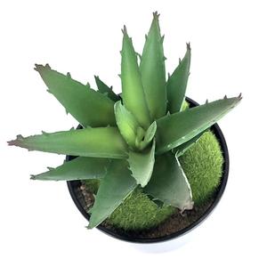Piante Artificiali All'Ingrosso, Fiori Decorativi per Casa, Fornitori all'Ingrosso, <span class=keywords><strong>Bonsai</strong></span> Floreali Succulenti 2026, Economici <span class=keywords><strong>Online</strong></span> - Product Image 5