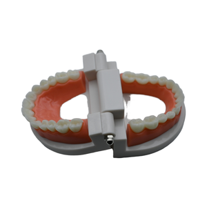 Modello Dentale per Studenti, Materiale Didattico con 28 Denti / Modello di Denti per l'Insegnamento - Product Image 4