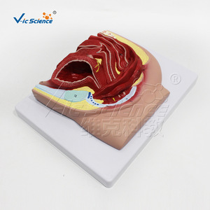 Modèle d'échantillon pelvien féminin adulte, outil pédagogique pour l'enseignement en obstétrique et gynécologie. - Product Image 1