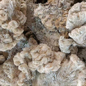 Flor de gallo seca natural de alta calidad, flor de <span class=keywords><strong>celosia</strong></span> cristata blanca/roja - Product Image 5