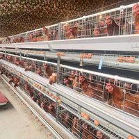 Nouvel équipement d'élevage de poulets entièrement automatisé à 4 niveaux