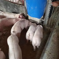 Équipement d'économie d'aliments pour porcs de 100 L, mangeoire automatique en acier inoxydable de haute qualité pour porcs avec trémie en plastique