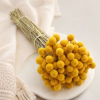 Bunga Craspedia Billy Balls Kering Alami, Tangkai Bunga Billy Button Kuning untuk Dekorasi Vas Buket Pernikahan, Grosir Pabrik OEM