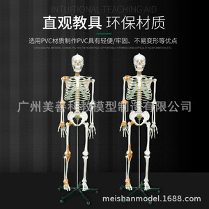 Modèle de squelette humain de 170 cm : Tutoriel du mini-cranium adulte - Colonne vertébrale humaine, ligaments latéraux (demi-coupe) - Product Image 3