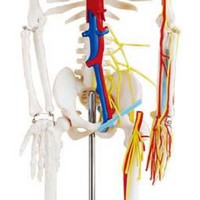 Modelo de Huesos de Anatomía Humana para Enseñanza Médica, 85 cm, con Nervios y Vasos Sanguíneos, Escala 1:2, Tamaño Real
