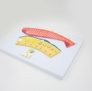 Modelo del Sistema Urogenital Femenino y del Ciclo <span class=keywords><strong>Menstrual</strong></span>, <span class=keywords><strong>Simulador</strong></span> de Folículo Ovárico y Lutea para la Enseñanza y el Entrenamiento de Anatomía Ginecológica - Product Image 4