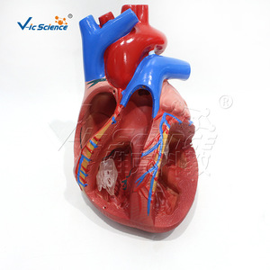Modèle anatomique cardiaque de taille moyenne VIC-307D, modèle anatomique d'organe humain, modèle viscéral médical détachable - Product Image 5