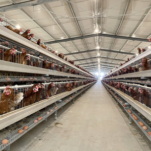 Jaula para Gallinas Ponedoras Tipo H para 50000 Aves, Equipo Automático para Avicultura, Sistema <span class=keywords><strong>de</strong></span> Jaulas para Pollos Tipo H, Pollitos - Product Image 3