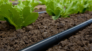 Autres systèmes d'<span class=keywords><strong>arrosage</strong></span> et d'irrigation pour terres agricoles, kit de système d'irrigation <span class=keywords><strong>goutte</strong></span> <span class=keywords><strong>à</strong></span> <span class=keywords><strong>goutte</strong></span> pour 1 hectare, ruban d'irrigation <span class=keywords><strong>goutte</strong></span> <span class=keywords><strong>à</strong></span> <span class=keywords><strong>goutte</strong></span> - Product Image 5